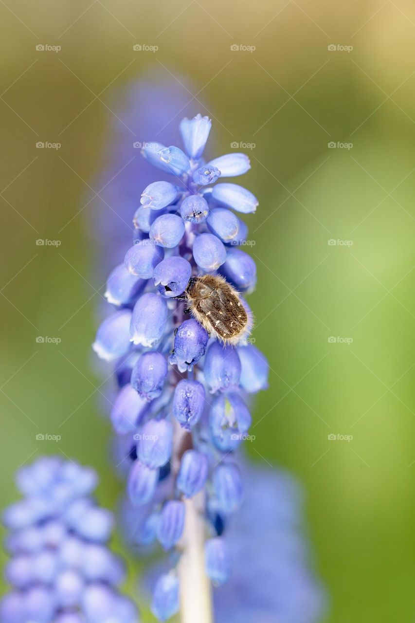 beattle looking for nectar