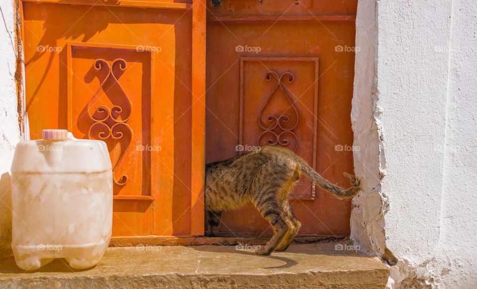 Cat entering a orange door