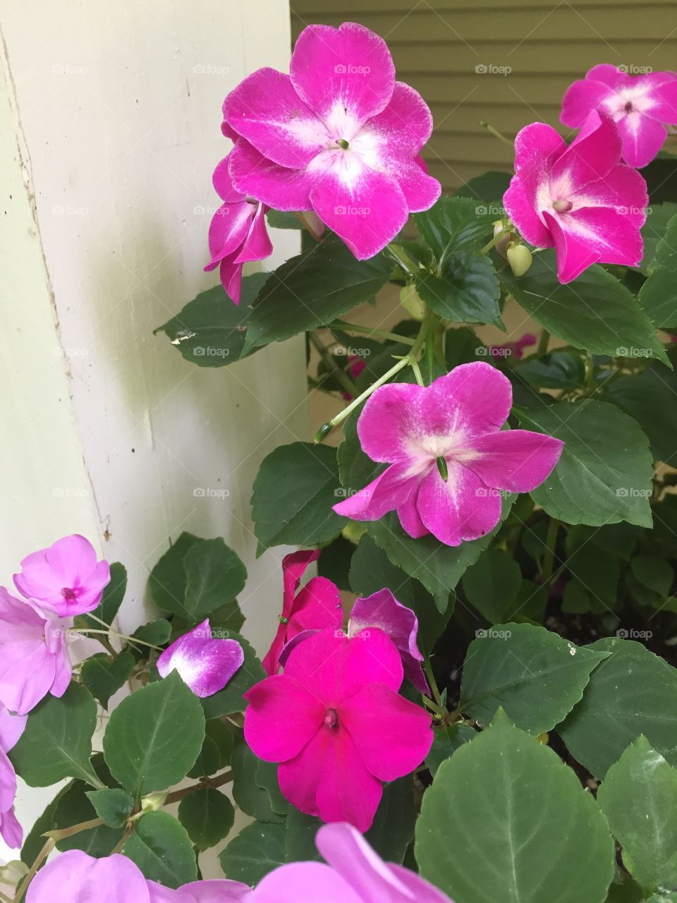 Pink impatiens and white fence