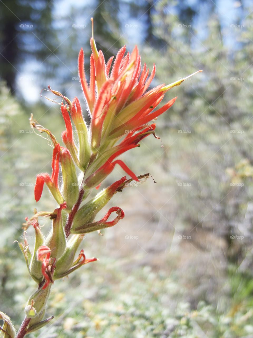 A detailed closeup of the bright red petals of wild Indian Paintbrush high in the mountains of Central Oregon on a sunny summer morning. 