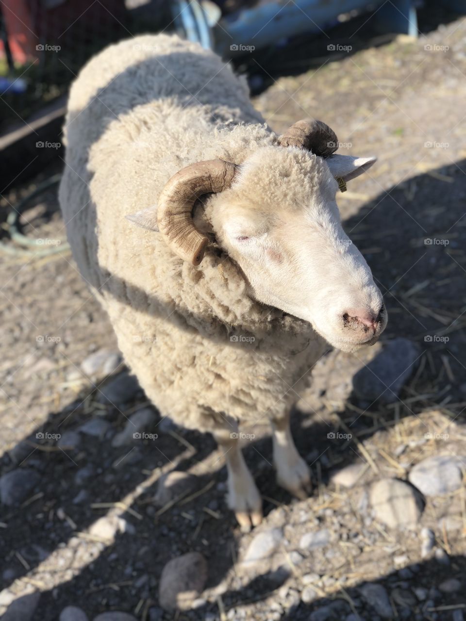 This cute sheep took a nap while standing in the sunset. Winding down after a busy day!