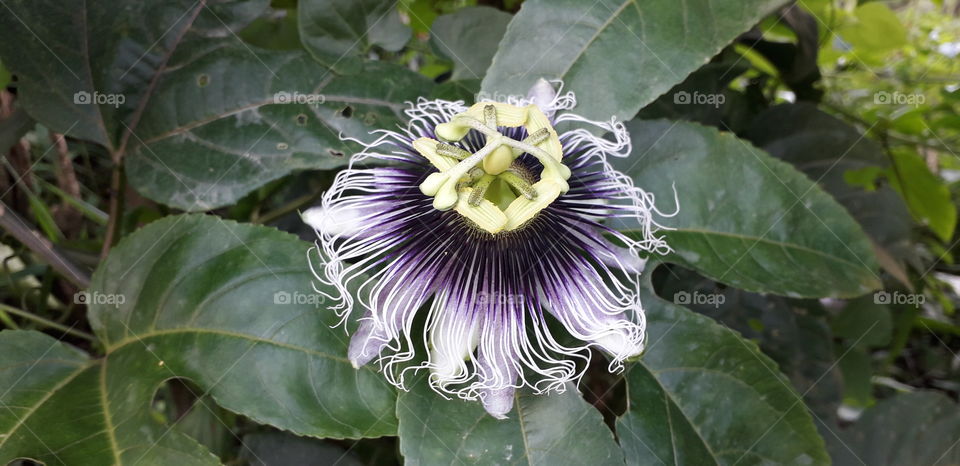 passionfruit flower