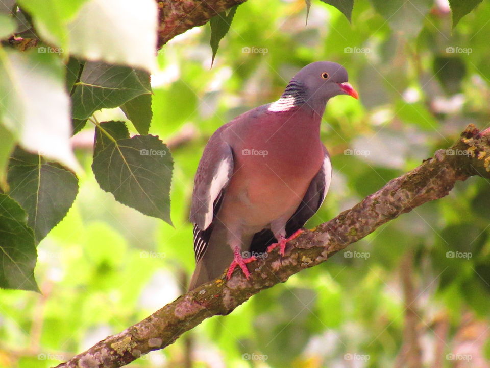 perched