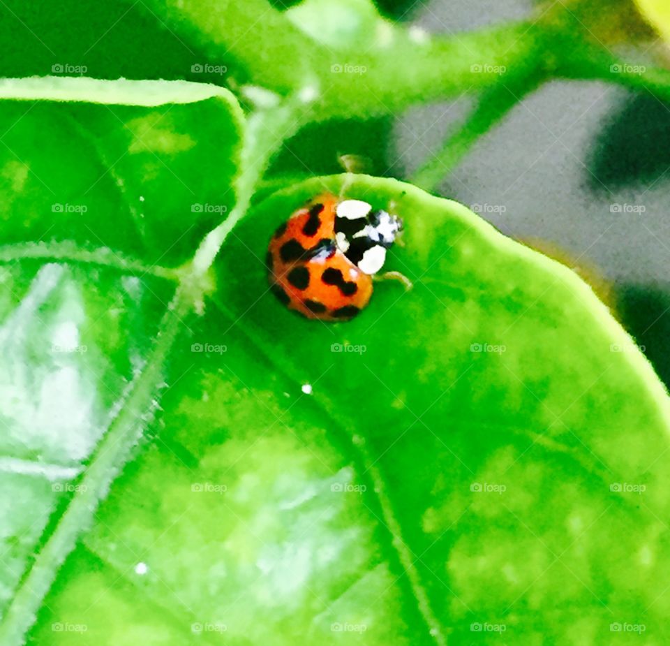 Ladybug closeup