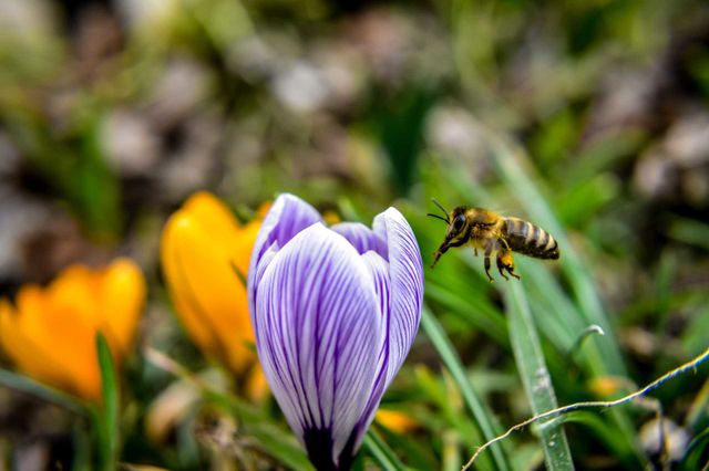Bee