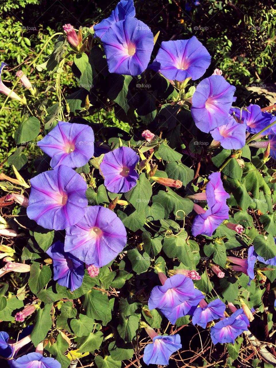 4 o'clock flowers I think...