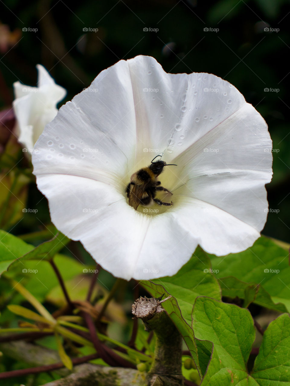 bee pollenating wild flowers