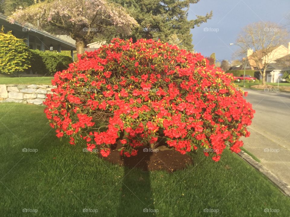 Rhododendrons in bloom in my family’s garden on a Spring day 