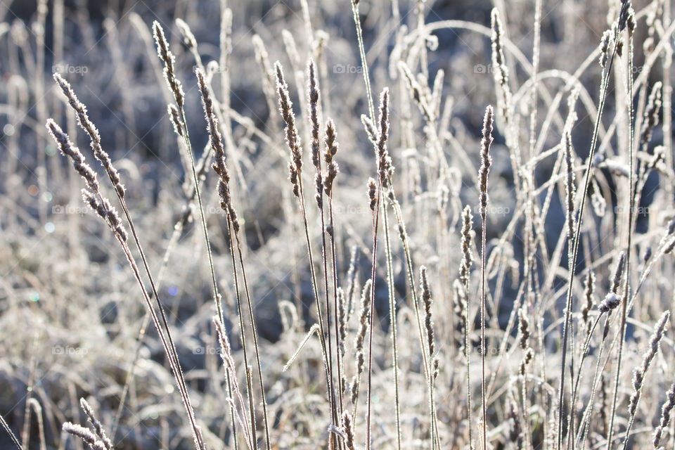 Frosty grass in backlight, backlit , gräs frost motljus 