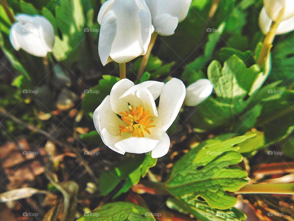 Bloodroot in my garden