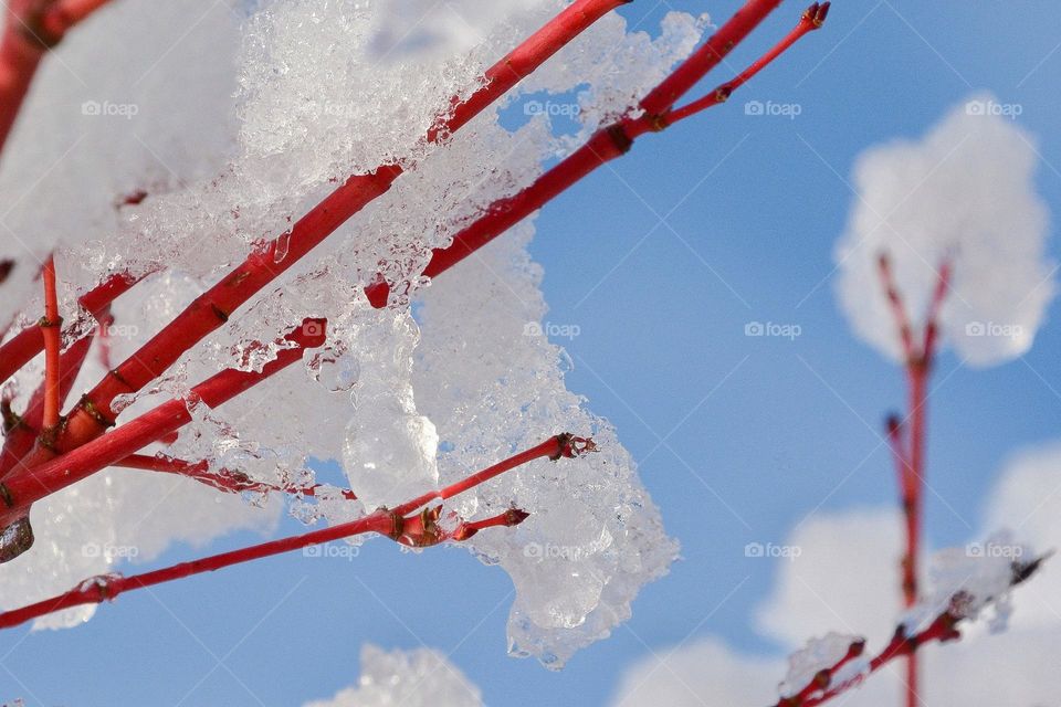 Snow clinging to red branches of a maple tree