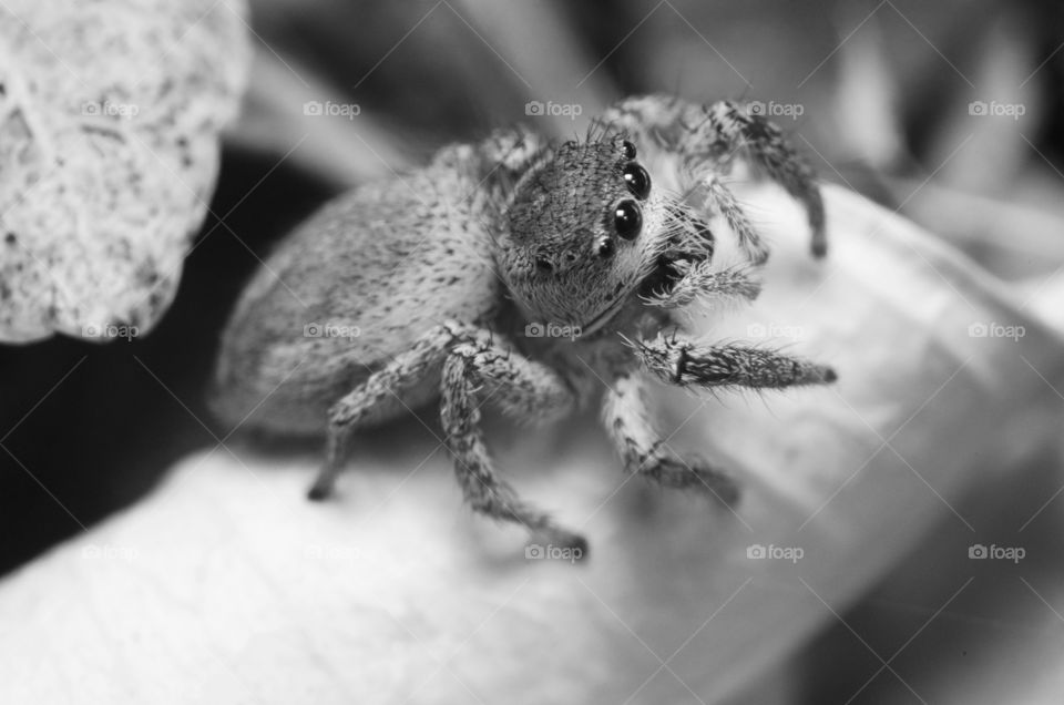 Jumping Spider