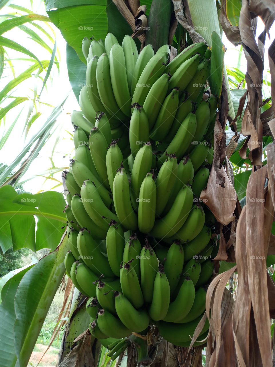 bananas 💚