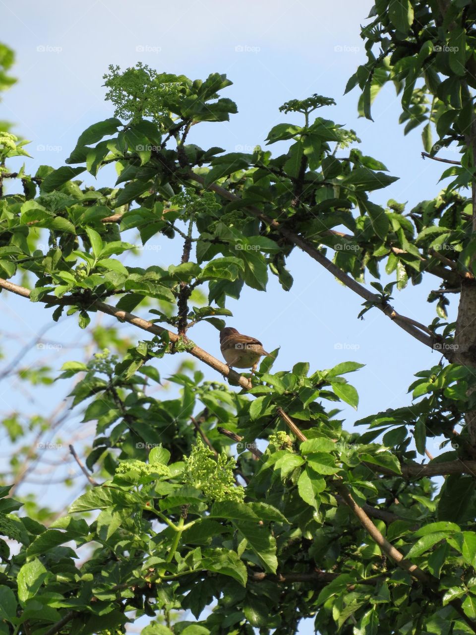 Sparrow on a tree