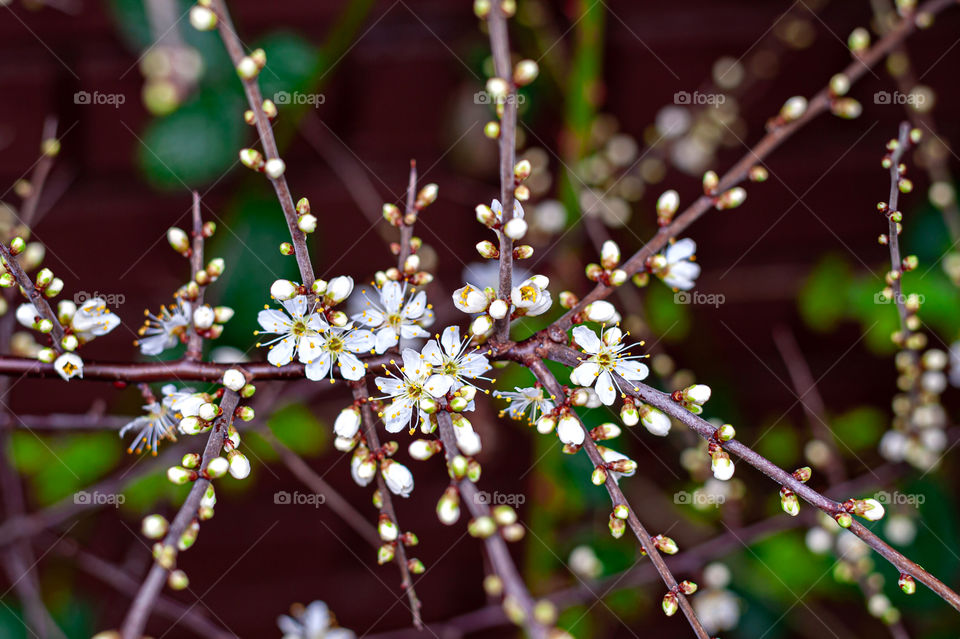 Young shoots with flowers on tree branch.