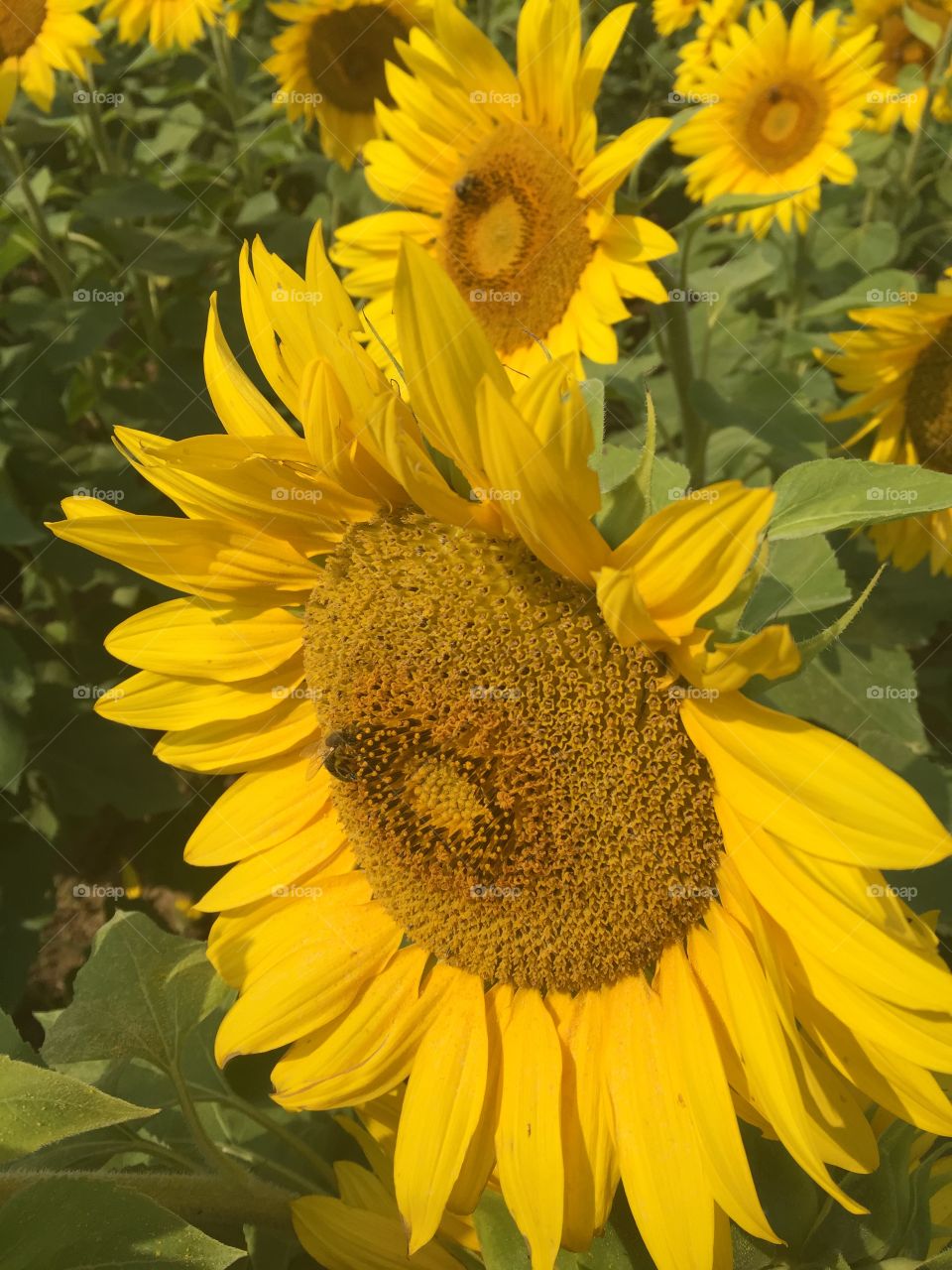 Sunflowers and bees