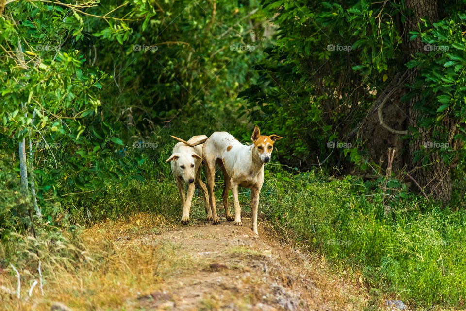 summer day dogs 