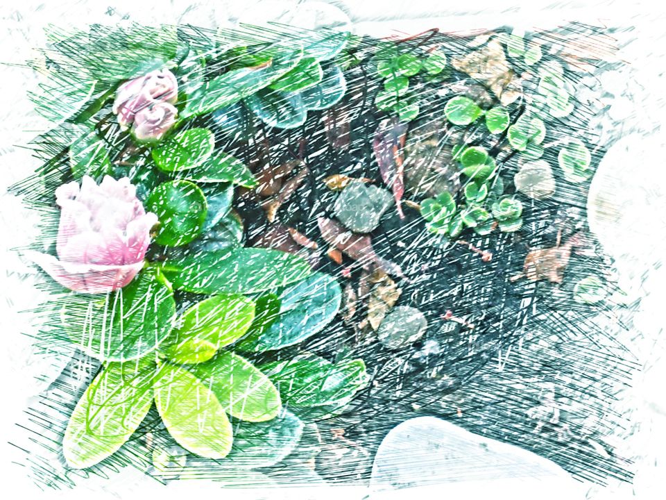 Begonia in flowerpot. Modded, sketch + filter