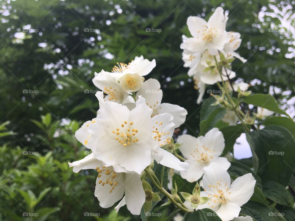 Mock-orange flowers
