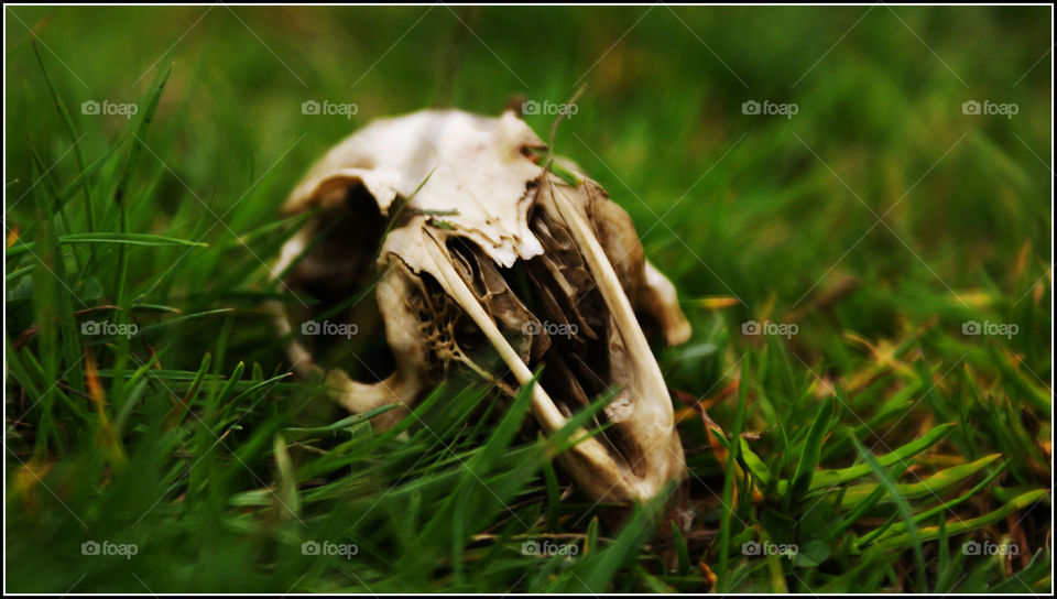 Animal skull