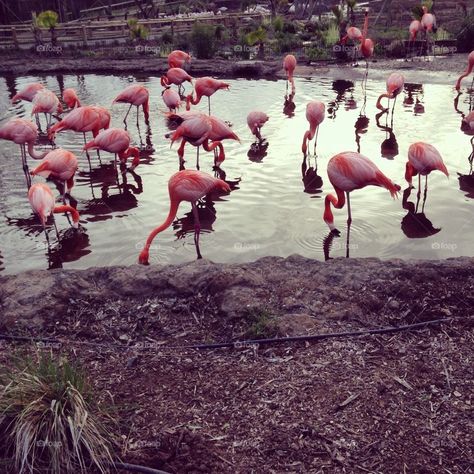 Flamingoes taking a Sip...