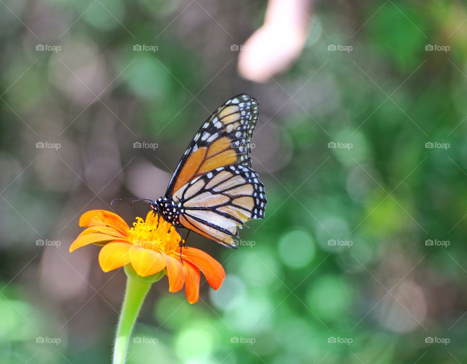 Butterfly on flower