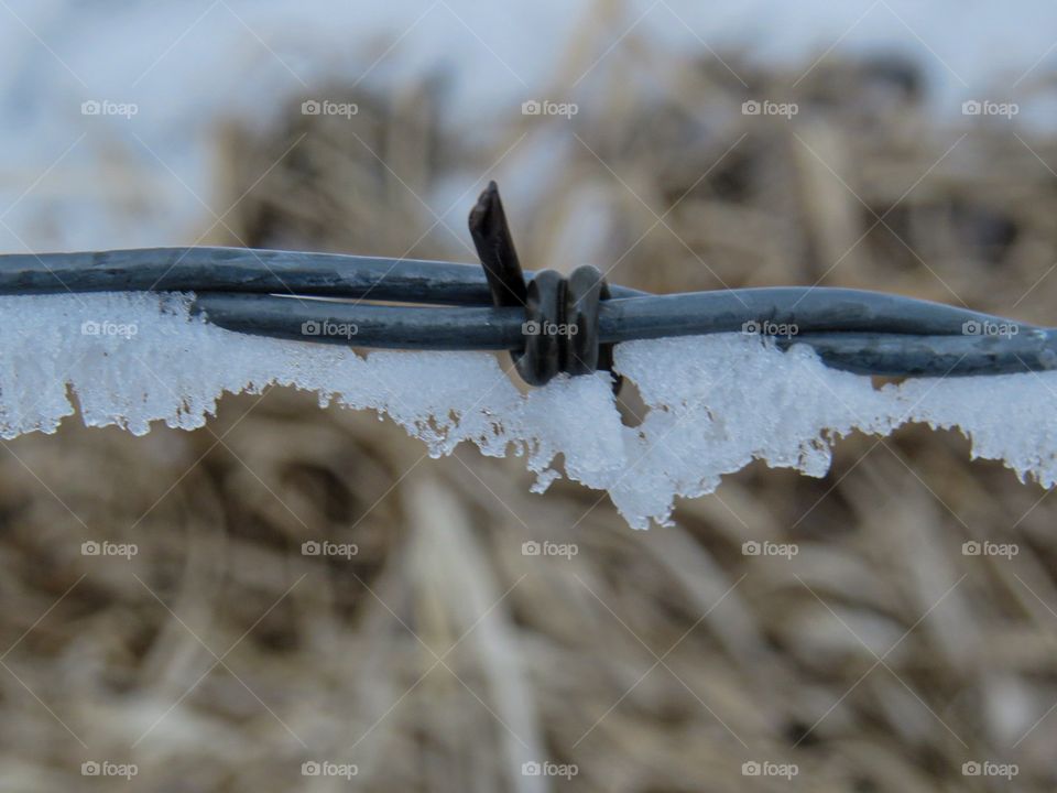 Barbed wire, wire, snow, frost, ice, point, twist, close up