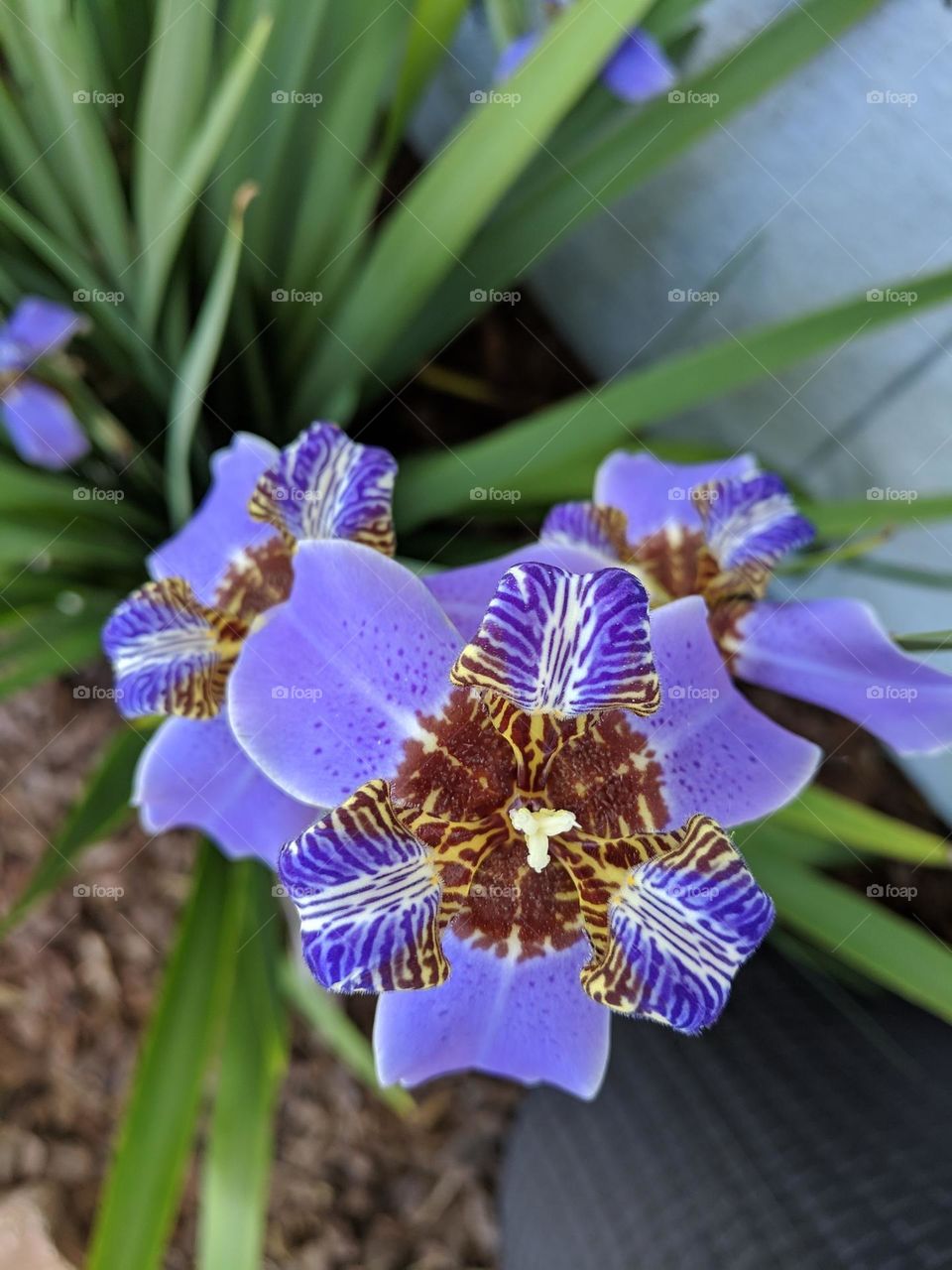 iris purple