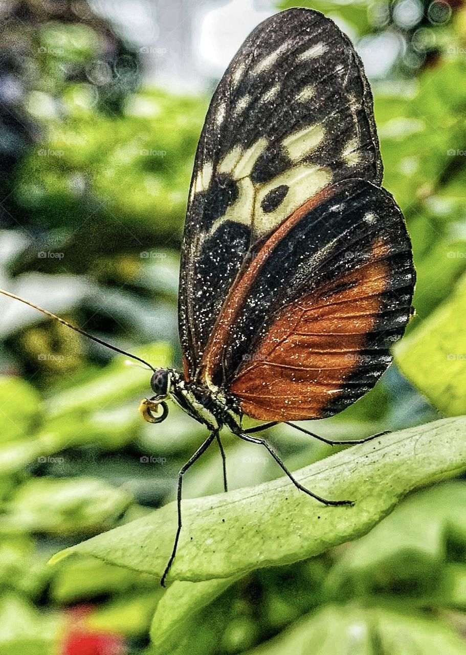 MACRO BUTTERFLY 