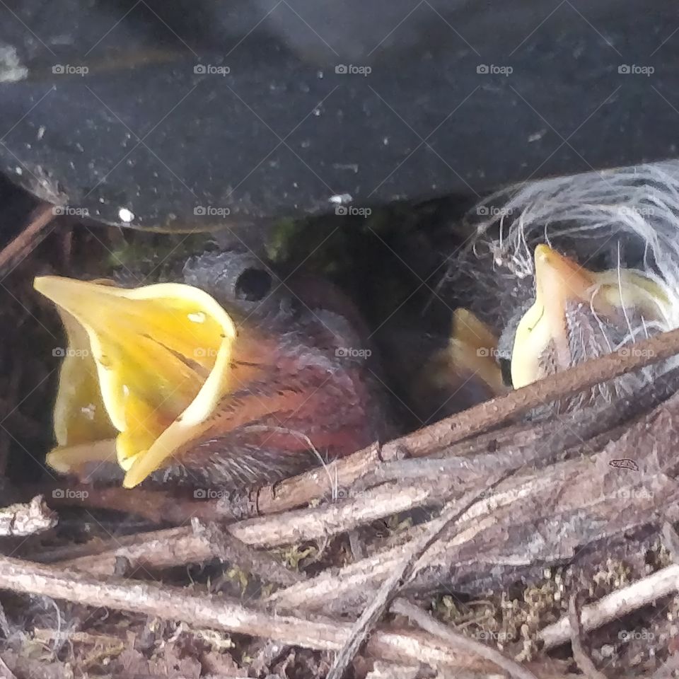 baby birds beaks open