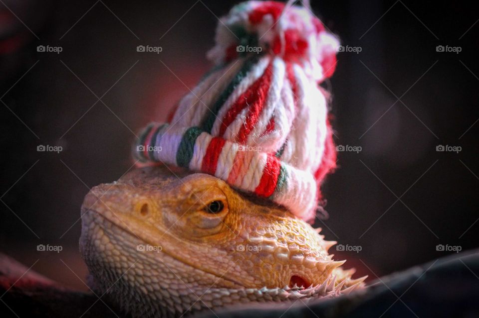 What’s that on my Bearded Dragon’s head? He liked to dress up for holidays and Christmas was his fav! Here he is with his red, green and white toque. He’s sitting on my lap and the Christmas lights in the blurred background create some bokeh. 