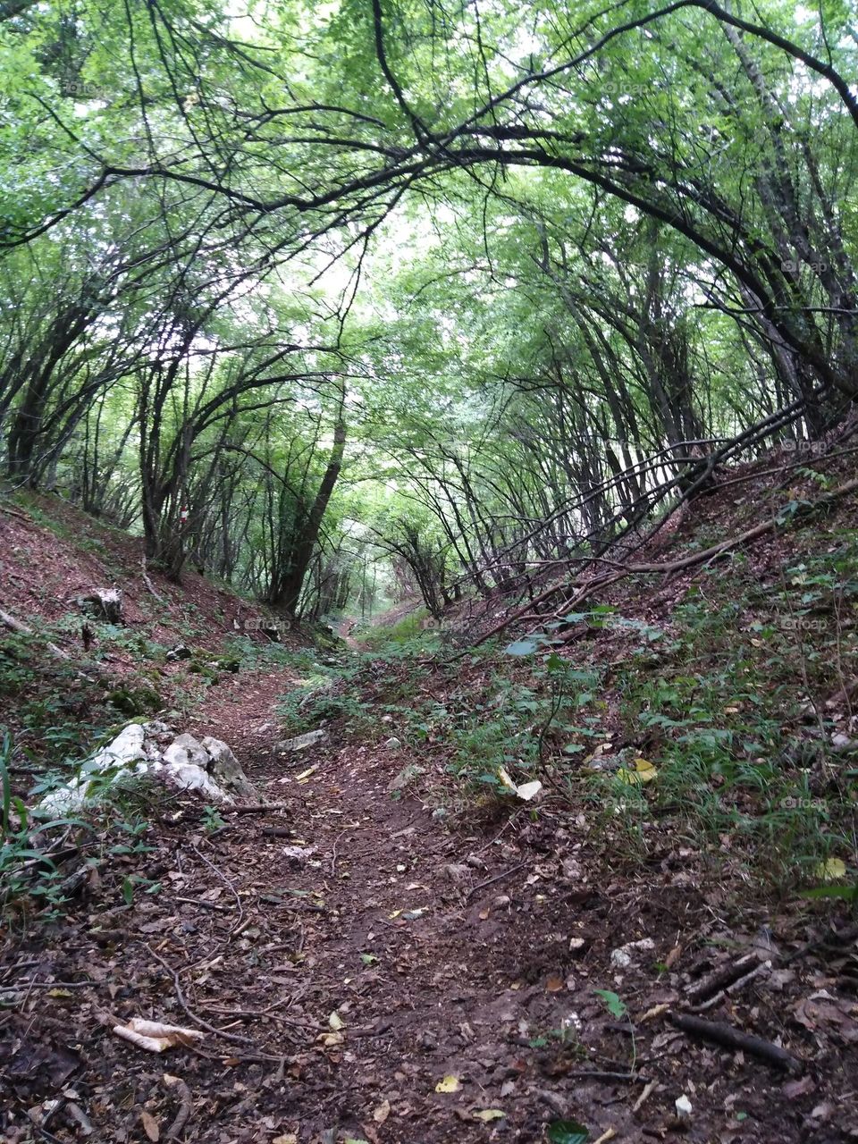 forest and tree,wood