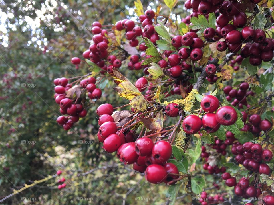 Red Autumn Berries 