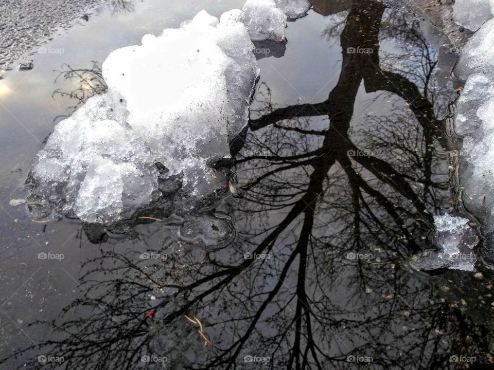 Tree reflection off melting snow and rain