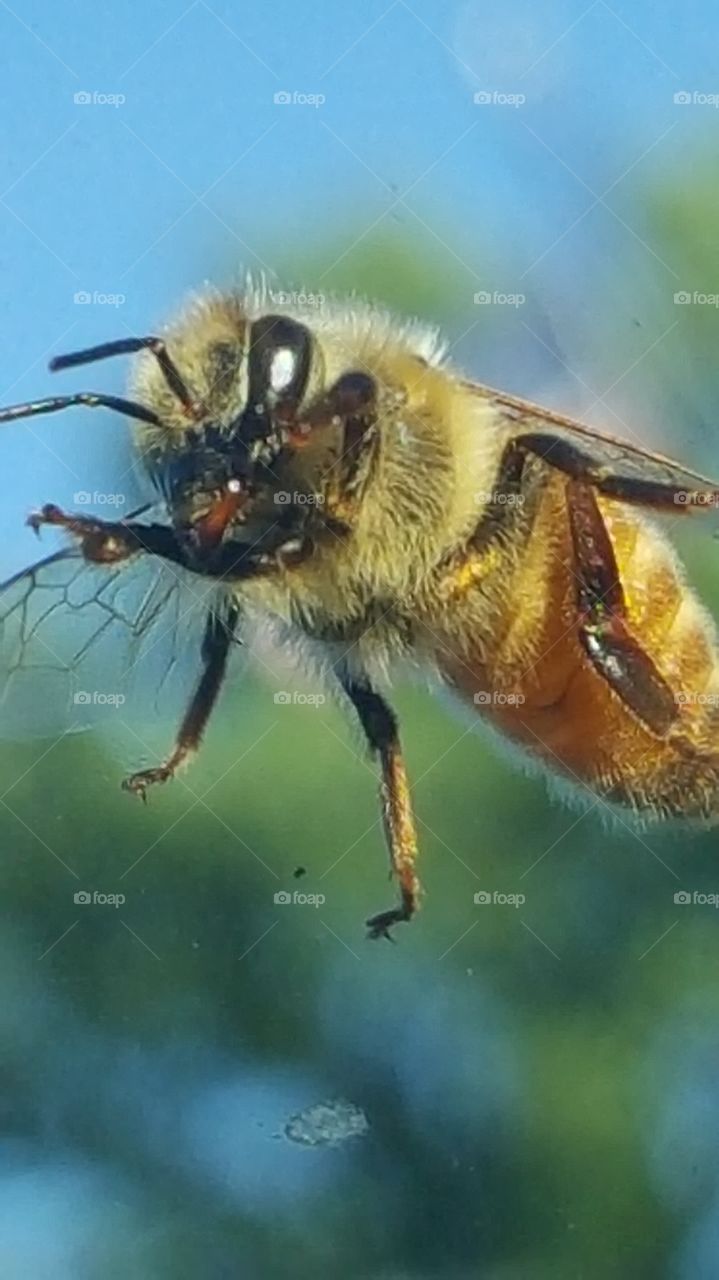 Bee still