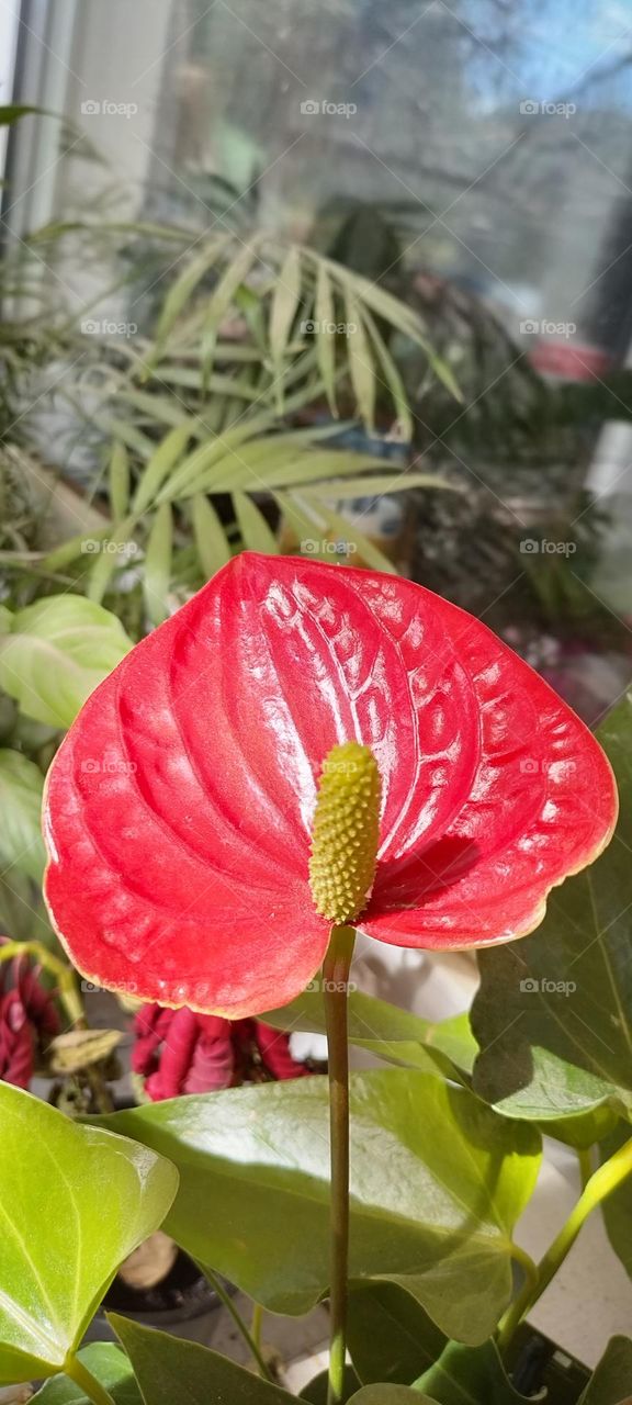 Anthurium red flower