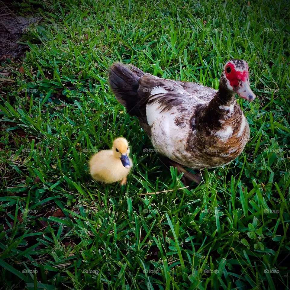Duck 