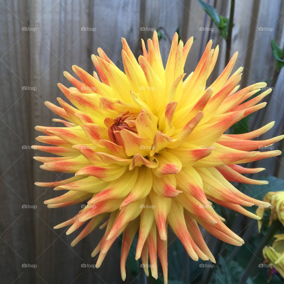 Dahlia