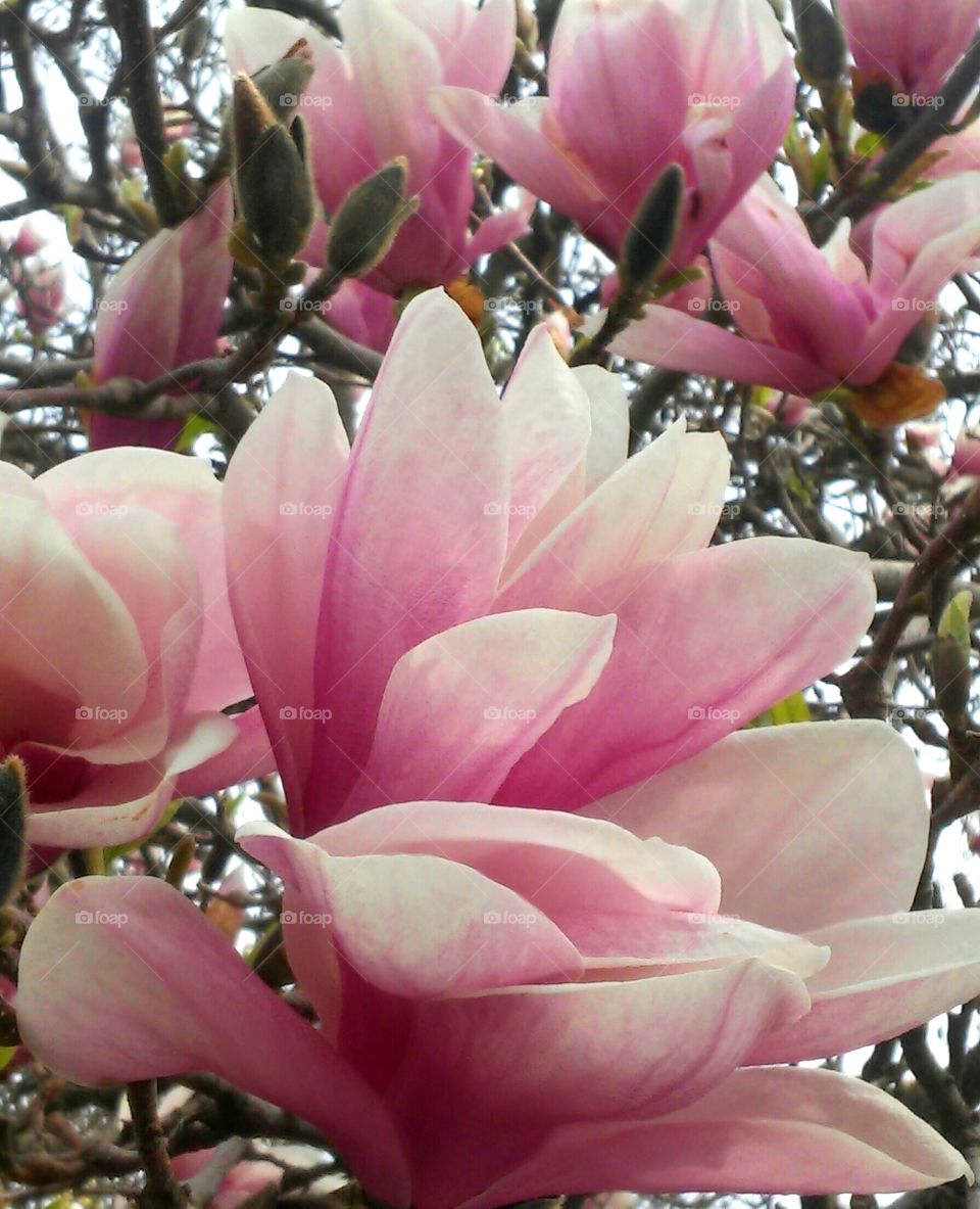 Flower, Garden, Magnolia, Nature, Flora