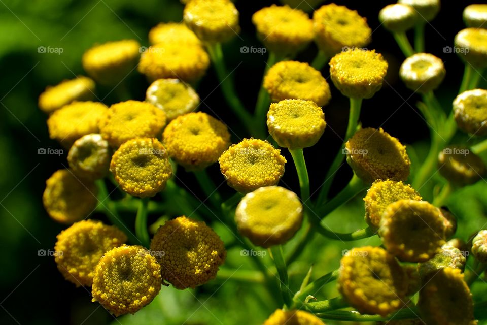 Yellow flowers in bloom