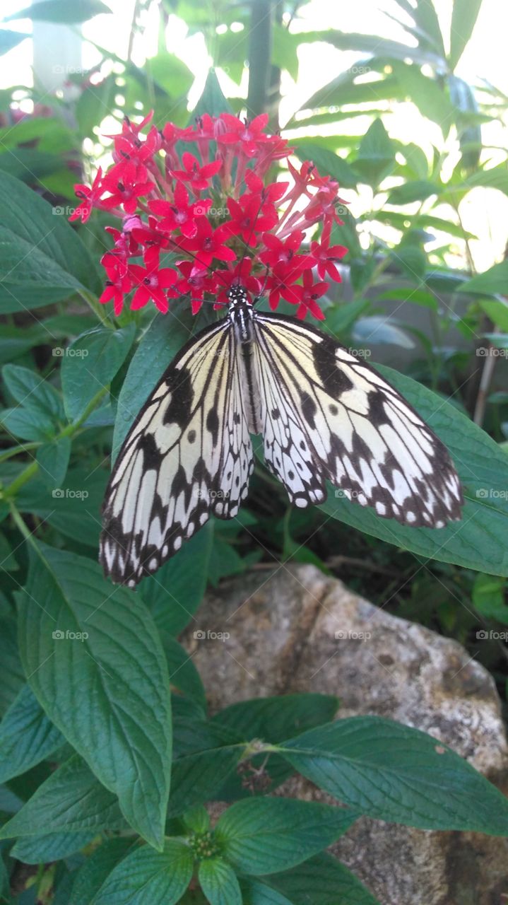 White Butterfly Wings Spread