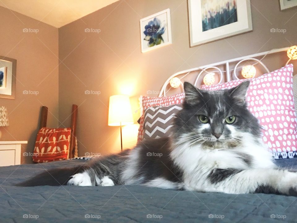 Beautiful cat sitting on a bed 