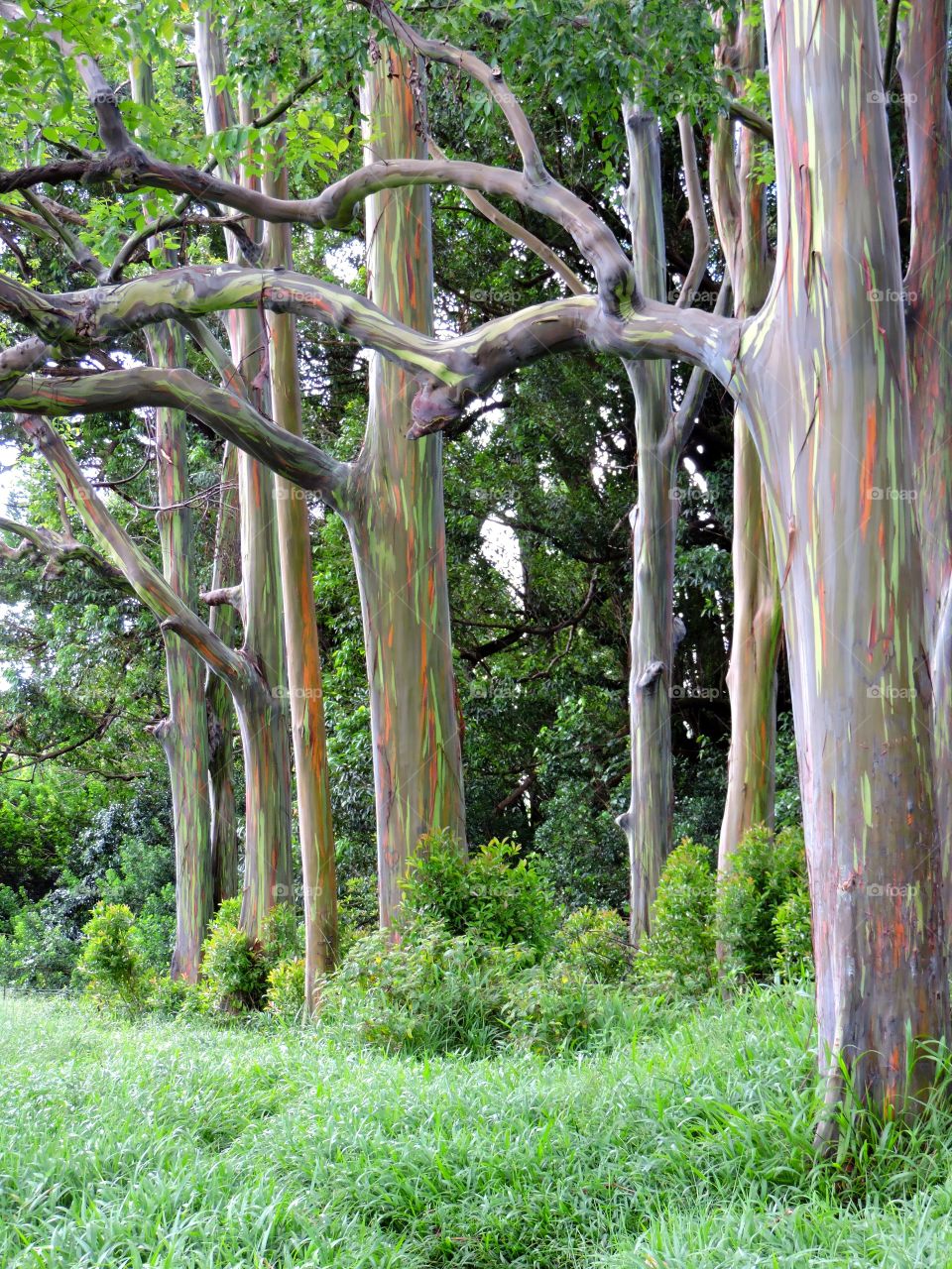 Rainbow Forest . Rainbow Forest in Hana Maui Hawaii

