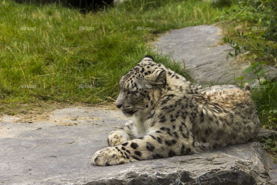 Snow leopard resting