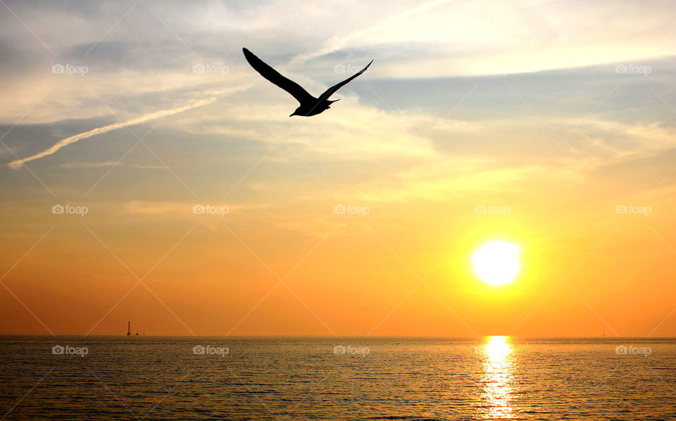 seagull and sunset