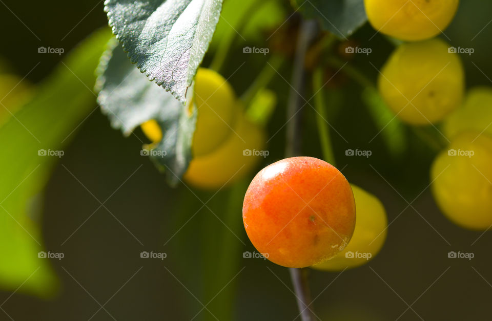 Ripe and unripe cherry on a branch in the garden. Sunlight through the branches