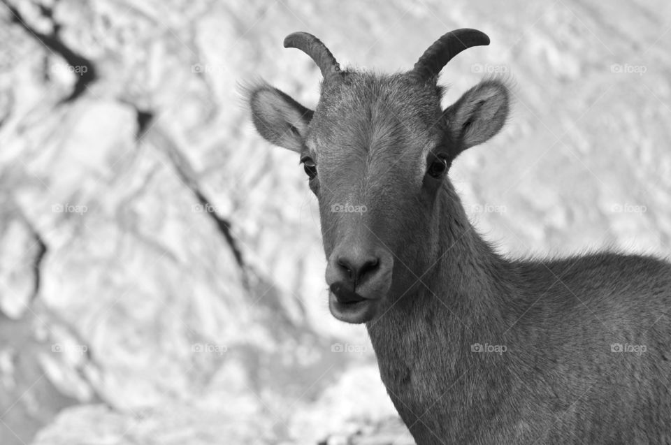 Bighorn sheep during the morning sunrise and alpenglow.  Bighorn is looking into camera. This shot is silly. It is black and white.