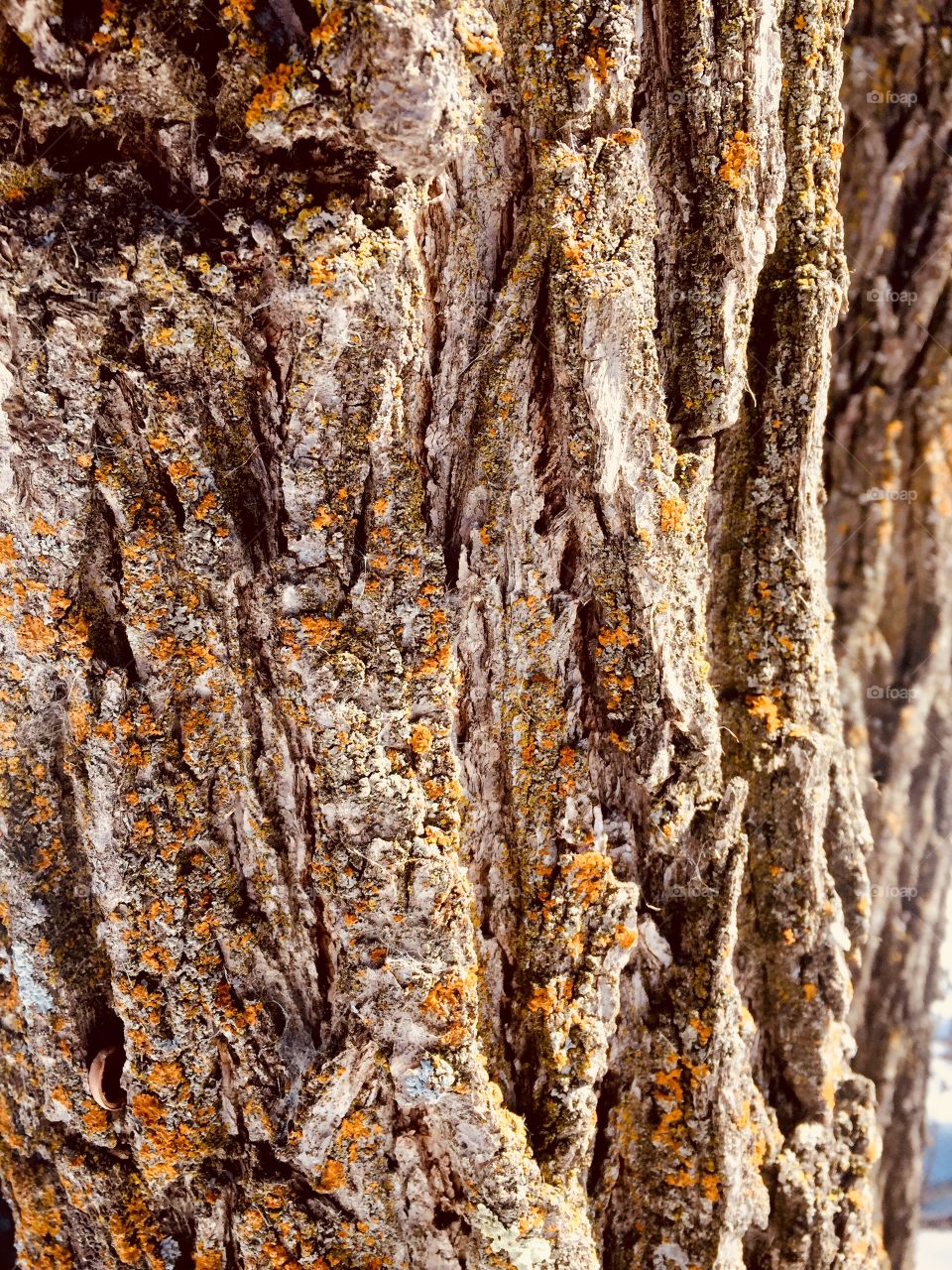 Tree bark texture 