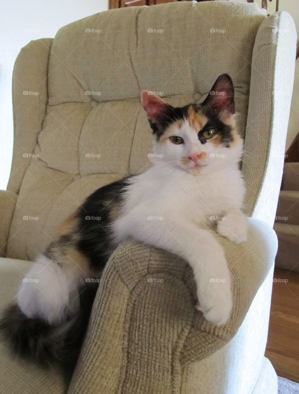 Calico cat