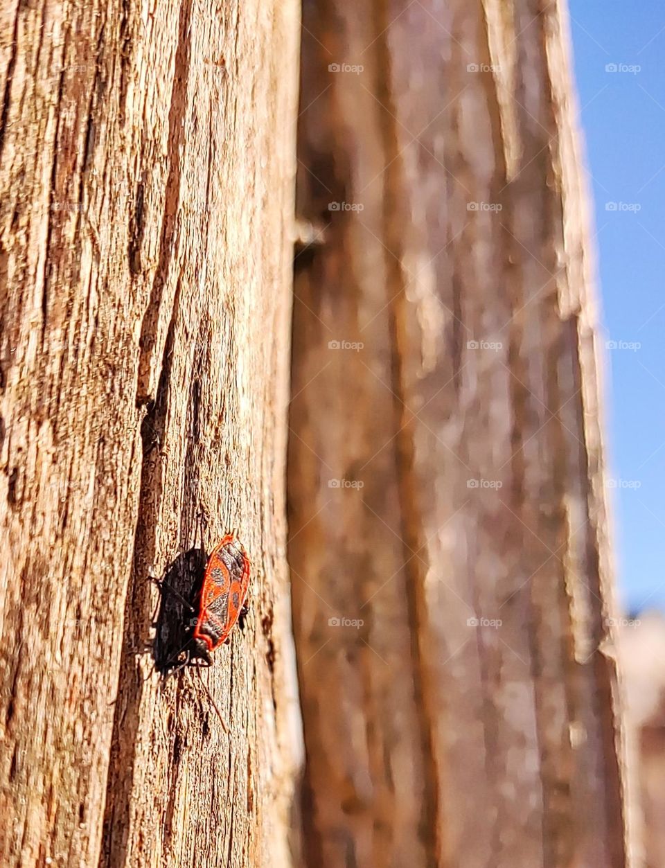 fire bug in wood
